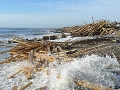 Timber from the Ice Prince washed ashore 2008